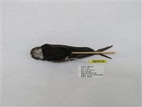 藏品(小雨燕)的圖片